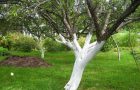 Боядисване на стволове на ябълкови дървета