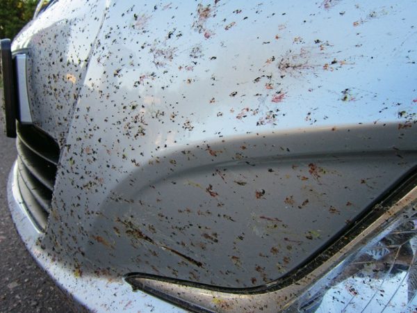 Ślady owadów na samochodzie