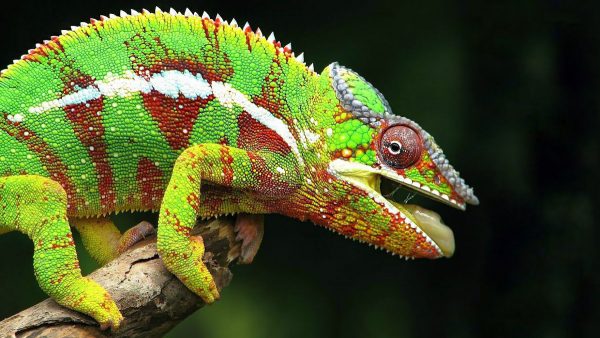 Kameleon pigmentowy