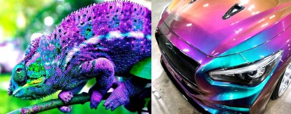 Kameleon malowany samochód